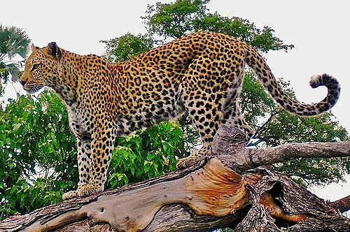 Leopard_on_a_horizontal_tree_trunk